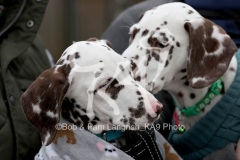 Dalmatian