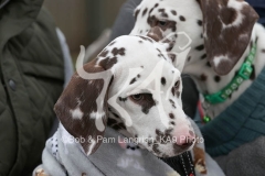 Dalmatian