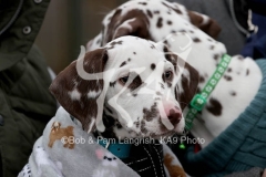 Dalmatian