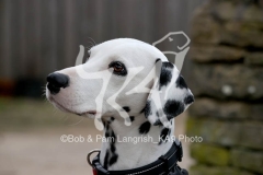 Dalmatian
