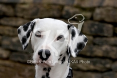 Dalmatian