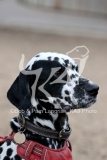 Dalmatian