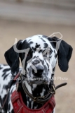 Dalmatian