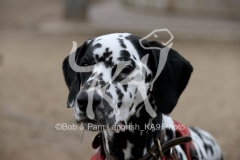 Dalmatian