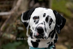 Dalmatian