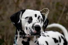 Dalmatian