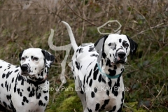 Dalmatian