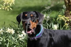 Doberman Pinscher