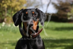 Doberman Pinscher