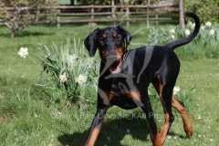 Doberman Pinscher