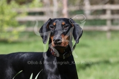 Doberman Pinscher
