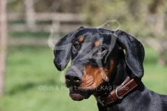 Doberman Pinscher