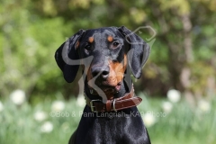 Doberman Pinscher