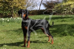 Doberman Pinscher