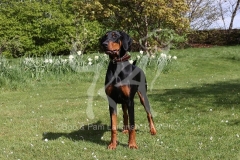 Doberman Pinscher