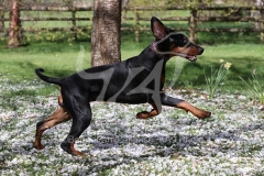 Doberman Pinscher