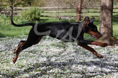 Doberman Pinscher