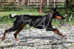 Doberman Pinscher