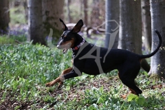 Doberman Pinscher