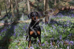 Doberman Pinscher