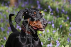 Doberman Pinscher