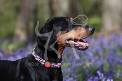Doberman Pinscher