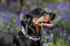 Doberman Pinscher