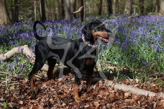 Doberman Pinscher