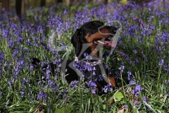 Doberman Pinscher