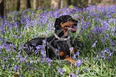 Doberman Pinscher
