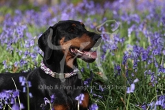 Doberman Pinscher