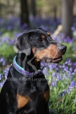 Doberman Pinscher