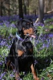 Doberman Pinscher