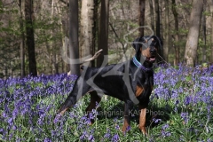 Doberman Pinscher