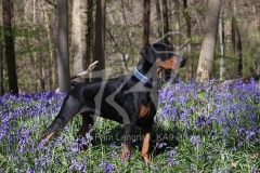 Doberman Pinscher