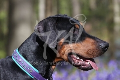 Doberman Pinscher