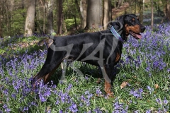 Doberman Pinscher