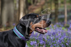 Doberman Pinscher