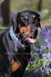 Doberman Pinscher