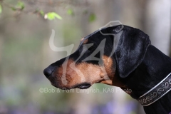 Doberman Pinscher