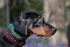 Doberman Pinscher