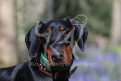 Doberman Pinscher