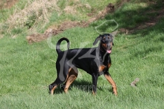 Doberman Pinscher