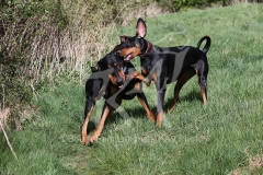 Doberman Pinscher