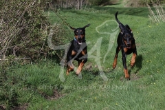 Doberman Pinscher