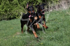 Doberman Pinscher