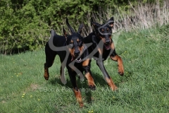Doberman Pinscher