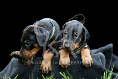 Doberman Pinscher