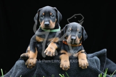 Doberman Pinscher