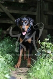 Doberman Pinscher